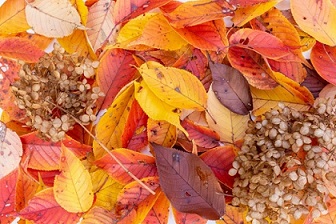 �x�����_�r���a�̋l�܂�̌����̈�͌͂�t