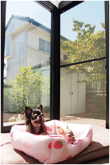 �T�����[���̓y�b�g�ɂ����ꂵ��